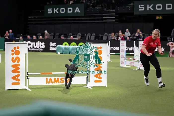 Framed Print : Agility Championships Small / Medium Final
