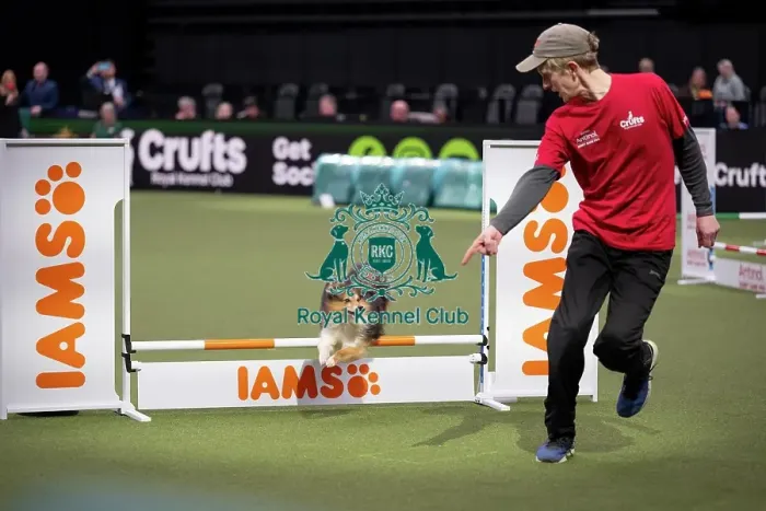 Framed Print : Agility Championships Small / Medium Final