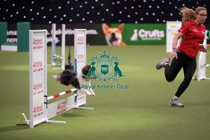 Framed Print : Agility Championships Small / Medium Final