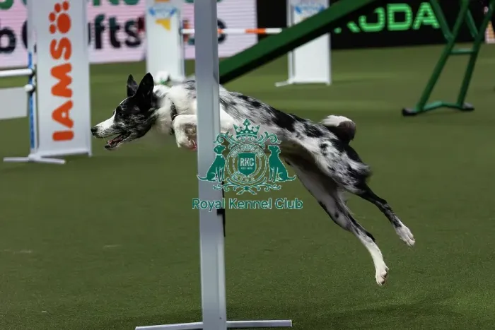 Framed Print : Agility Finals