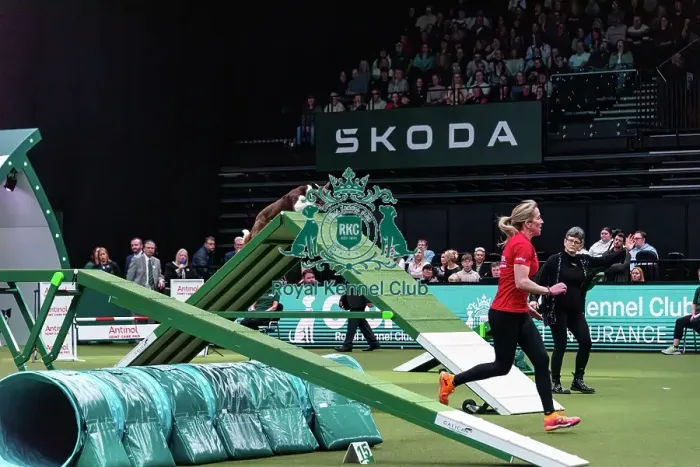 Framed Print : Agility Finals