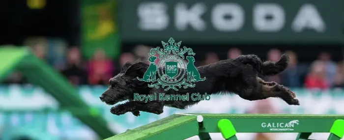 Framed Print : Agility Finals - Dog Walk, Crufts 2026 Agility Finals - Dog Walk, Crufts 2026 Framed Print : Agility Finals - Dog Walk, Crufts 2026 Agility Finals - Dog Walk, Crufts 2026