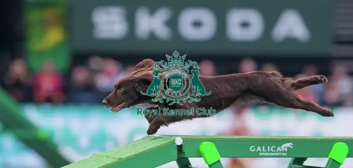 Framed Print : Agility Finals - Dog Walk, Crufts 2026 Agility Finals - Dog Walk, Crufts 2026