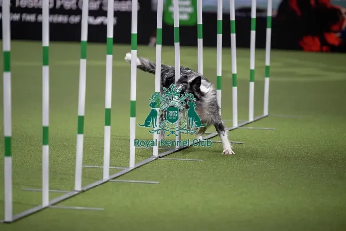 Framed Print : Agility International Invitation