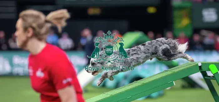 Framed Print : Agility Singles Finals - Medium Winner, Crufts 2026 Agility Singles Finals - Medium Winner, Crufts 2026 Framed Print : Agility Singles Finals - Medium Winner, Crufts 2026 Agility Singles Finals - Medium Winner, Crufts 2026