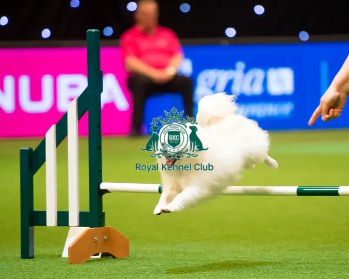 Framed Print : Agility teams - small