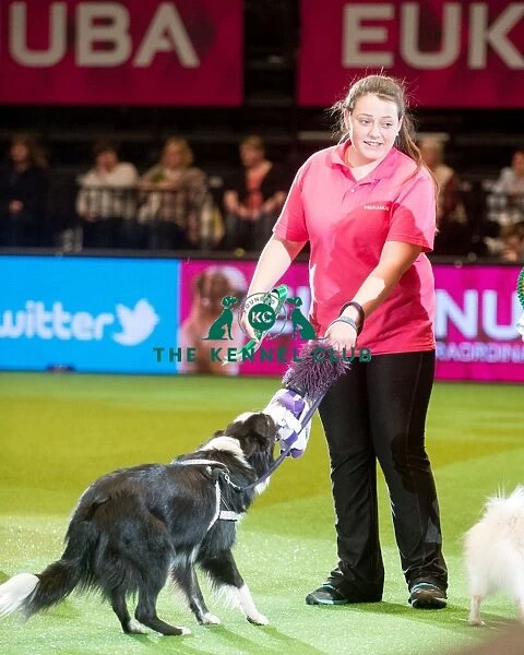 Agility YKC 2nd Shannon Springford with Shansdream Angels Delight
