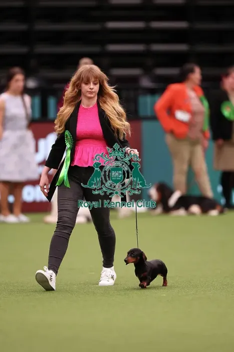 Framed Print : Aida Lamer from South Wales with Lucy, a Dachshund (Miniature Smooth Haired), which was the Best of Breed winner today (Saturday 11. 03. 23), the third day of Crufts 2023, at the NEC Birmingham