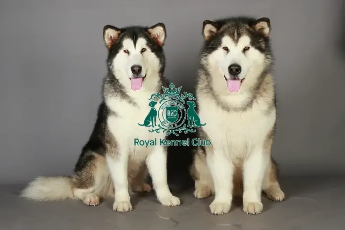 Framed Print : Alaskan Malamute, Crufts 2013, KCPL_Stock Framed Print : Alaskan Malamute, Crufts 2013, KCPL_Stock