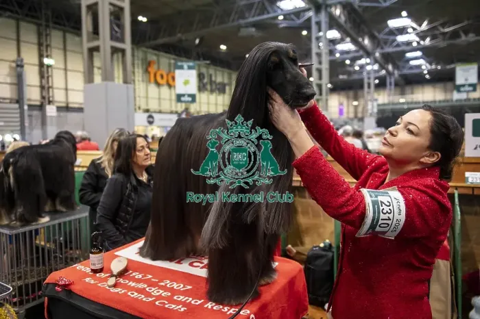 Framed Print : Alfie, an Afghan Hound, being groomed before showing (Thursday 06 / 03 / 25) Framed Print : Alfie, an Afghan Hound, being groomed before showing (Thursday 06 / 03 / 25)