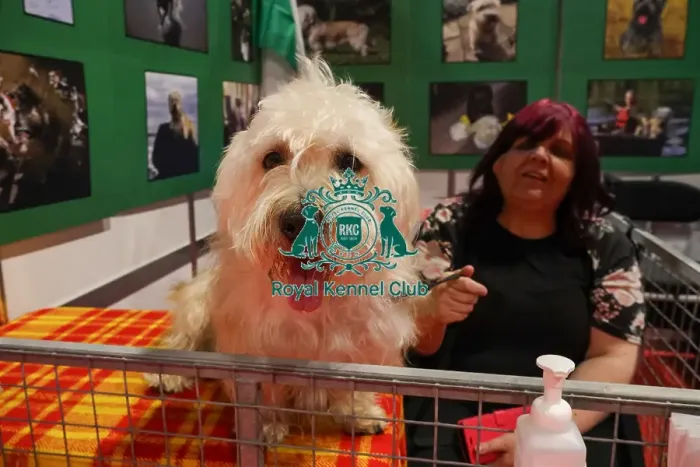 Framed Print : Alfie Glen of Imaal at Discover Dogs Framed Print : Alfie Glen of Imaal at Discover Dogs