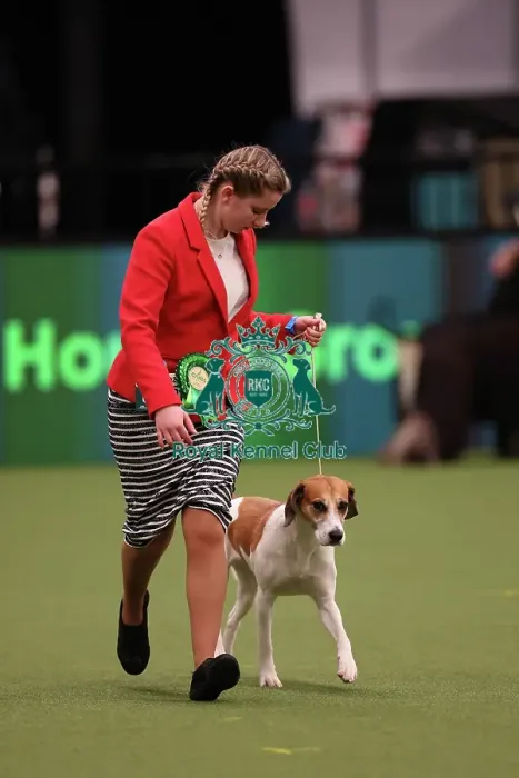 Framed Print : Alysha Branchflower from Bridgewater with Havoc, a Harrier, which was the Best of Breed winner today (Saturday 11. 03. 23), the third day of Crufts 2023, at the NEC Birmingham. Alysha Branchflower from Bridgewater with Havoc, a Harrier Framed Print : Alysha Branchflower from Bridgewater with Havoc, a Harrier, which was the Best of Breed winner today (Saturday 11. 03. 23), the third day of Crufts 2023, at the NEC Birmingham. Alysha Branchflower from Bridgewater with Havoc, a Harrier