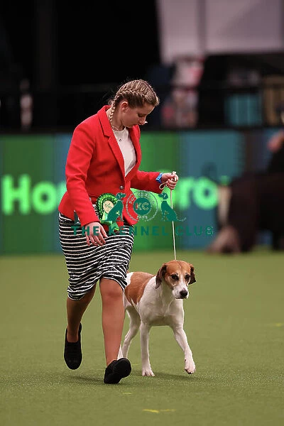 Alysha Branchflower from Bridgewater with Havoc, a Harrier, which was the Best of Breed winner today (Saturday 11. 03. 23), the third day of Crufts 2023, at the NEC Birmingham. Alysha Branchflower from Bridgewater with Havoc, a Harrier