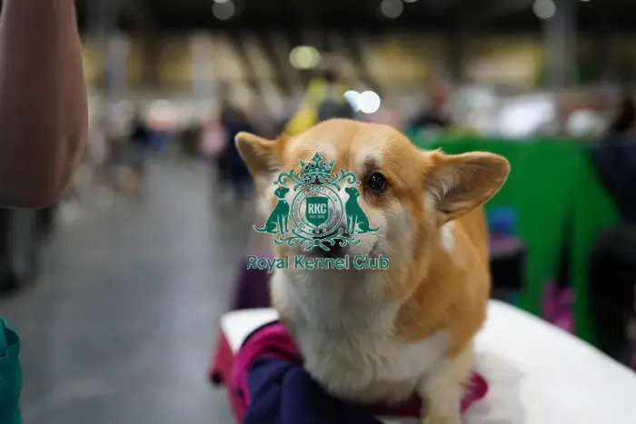 Framed Print : Amanda Rees with their Welsh Corgi (Pembroke), called Tinkerbell, today (Friday 10. 03. 2023) at Crufts 2023 Framed Print : Amanda Rees with their Welsh Corgi (Pembroke), called Tinkerbell, today (Friday 10. 03. 2023) at Crufts 2023
