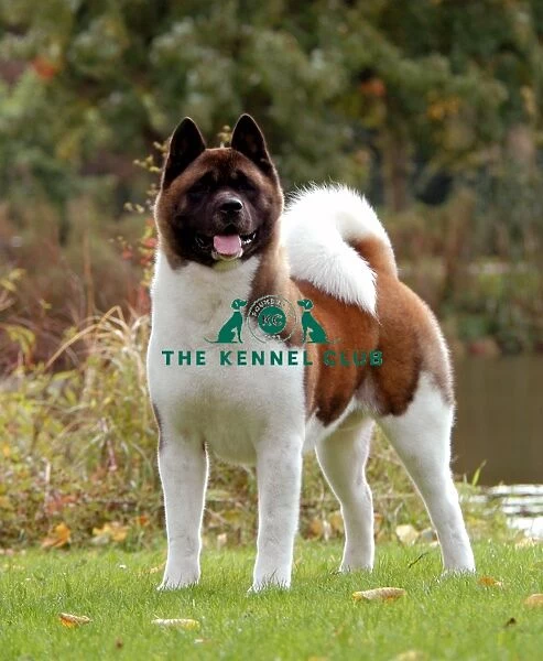American Akita is a breed from Japan but with a Japanese