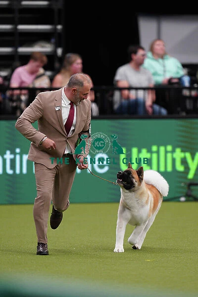 Andrea Ferron Torres and Jose Luis Arrabal Sanchez from Spain, with Rumba, an Akita, which was the Best of Breed winner today (Sunday 12. 03. 23), the last day of Crufts 2023, at the NEC Birmingham