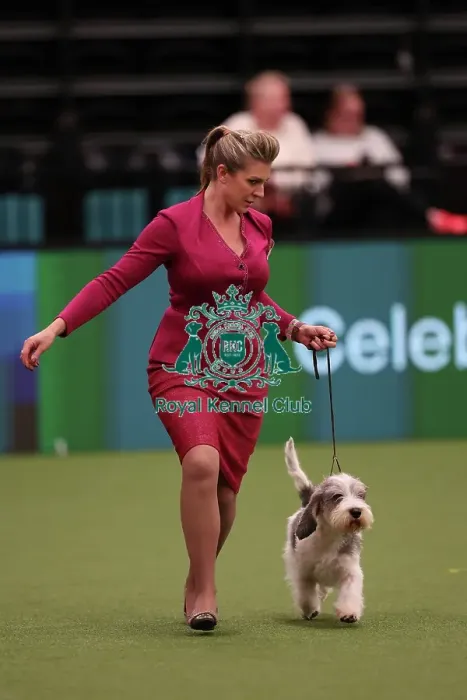 Framed Print : Antonia Leech from Wiltshire with Cushla, a Basset Fauve de Bretagne, which was the Best of Breed winner today (Saturday 11. 03. 23), the third day of Crufts 2023, at the NEC Birmingham Framed Print : Antonia Leech from Wiltshire with Cushla, a Basset Fauve de Bretagne, which was the Best of Breed winner today (Saturday 11. 03. 23), the third day of Crufts 2023, at the NEC Birmingham