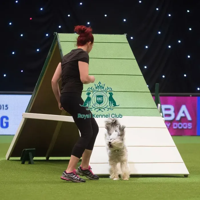 Framed Print : Ashley and Pudsey from Xfactor fame compete in Crufts Singles Agility