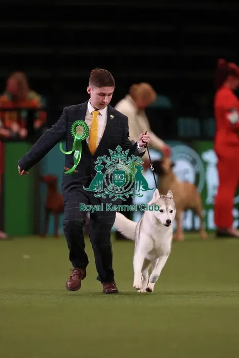 Framed Print : Ashley Sutton from New Aycliffe with Arya, a Siberian Husky, which was the Best of Breed winner today (Friday 10. 03. 23), the second day of Crufts 2023, at the NEC Birmingham