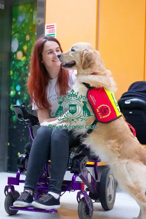 Framed Print : Assistance dog with owner, supported by natural instincts, general crufts photography 2025