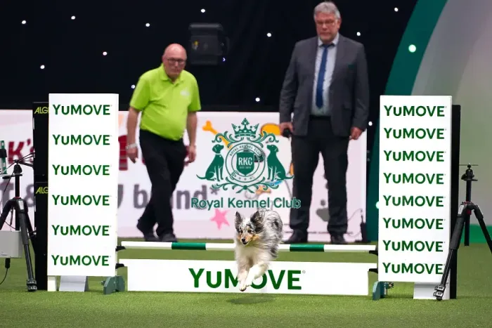 Framed Print : Australian Shepherd Dog Competing in Crufts Singles Small Final