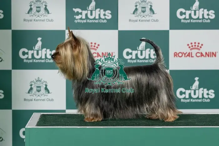 Framed Print : Australian Silky TerrierBest of Breed Crufts 2026 Framed Print : Australian Silky TerrierBest of Breed Crufts 2026