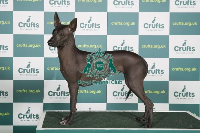 Framed Print : AV Import Utility Best of Breed XOLOITZCUINTLE (MEXICAN HAIRLESS) Framed Print : AV Import Utility Best of Breed XOLOITZCUINTLE (MEXICAN HAIRLESS)