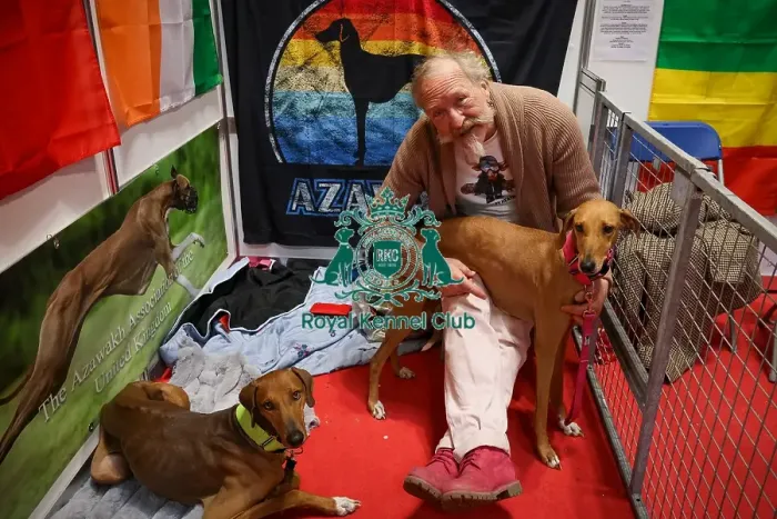 Framed Print : Azawakhs with owner in Discover Dogs Framed Print : Azawakhs with owner in Discover Dogs