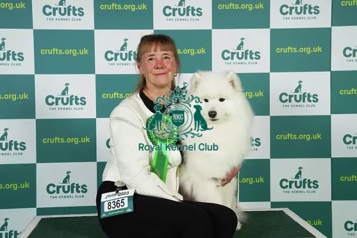 Framed Print : Barbara Johnson from Litchfield with Ella, a Samoyed, which was the Best of Breed winner today (Friday 10. 03. 23), the second day of Crufts 2023, at the NEC Birmingham Framed Print : Barbara Johnson from Litchfield with Ella, a Samoyed, which was the Best of Breed winner today (Friday 10. 03. 23), the second day of Crufts 2023, at the NEC Birmingham