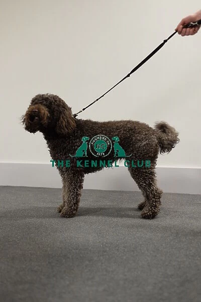 barbet stacked photo for kennel club illustration