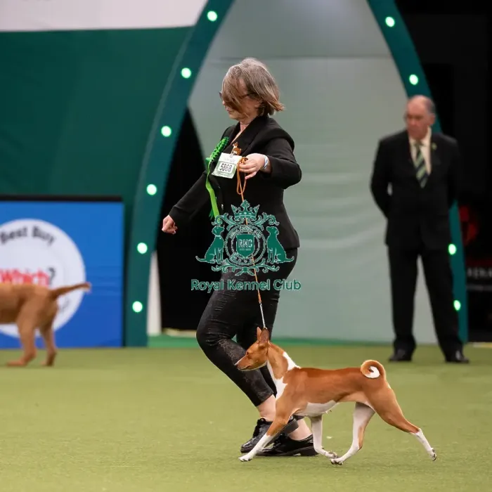 Framed Print : Basenji Best of Breed Crufts 2022 Framed Print : Basenji Best of Breed Crufts 2022