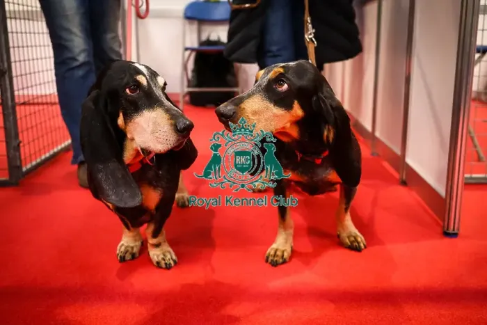 Framed Print : Basset Bleu De Gasgcogne in Discover Dogs Framed Print : Basset Bleu De Gasgcogne in Discover Dogs