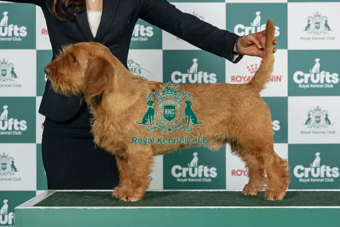 Framed Print : Basset Fauve De Bretagne Best of Breed Crufts 2026