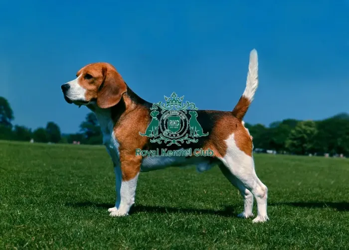 Framed Print : Beagle Framed Print : Beagle