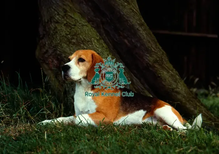 Framed Print : Beagle