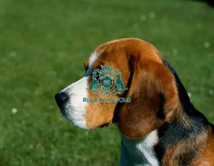 Framed Print : Beagle Framed Print : Beagle