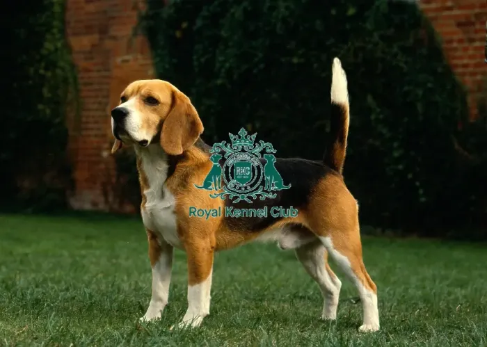 Framed Print : Beagle Framed Print : Beagle