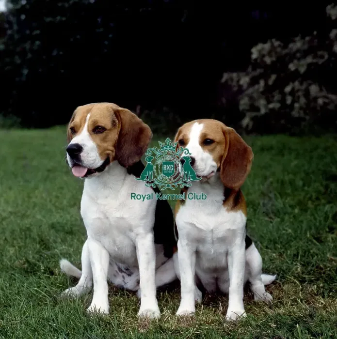 Framed Print : Beagle Framed Print : Beagle