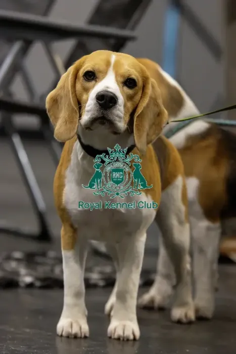 Framed Print : Beagle looking to camera, Crufts, Thursday, March 6th 2025. Crufts