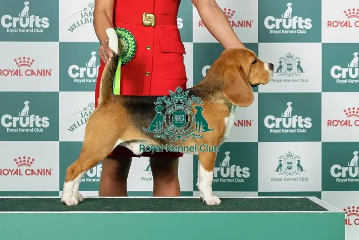 Framed Print : Beagle Best of Breed Crufts 2026 Framed Print : Beagle Best of Breed Crufts 2026