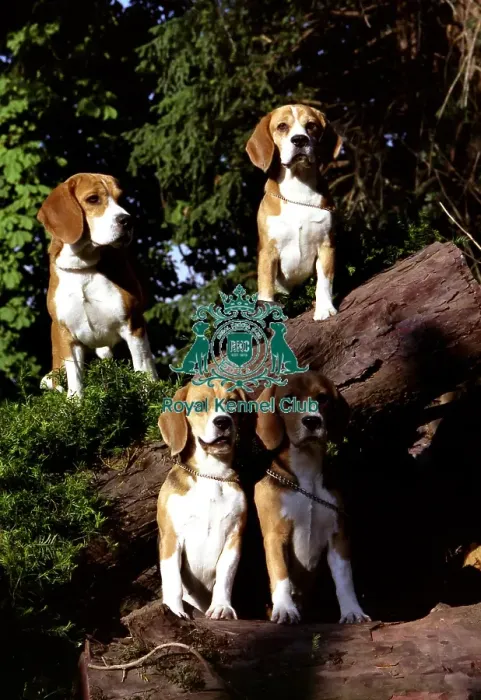 Framed Print : Beagles Framed Print : Beagles