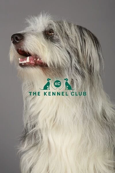 Bearded Collie, Crufts 2013, KCPL_Stock