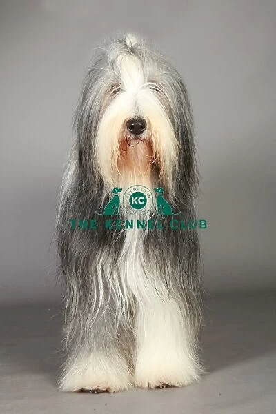 Bearded Collie, Crufts 2013, pastoral, nick ridley, portrait, March 2013, KCPL, stock images