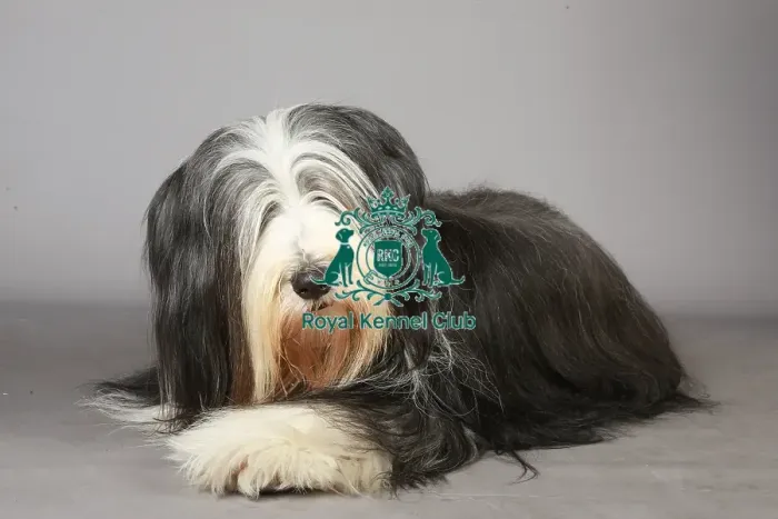 Framed Print : Bearded Collie, Crufts 2013, portrait, pastoral, nick ridley, stock images, KCPL Framed Print : Bearded Collie, Crufts 2013, portrait, pastoral, nick ridley, stock images, KCPL