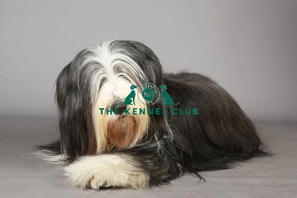 Bearded Collie, Crufts 2013, portrait, pastoral, nick ridley, stock images, KCPL