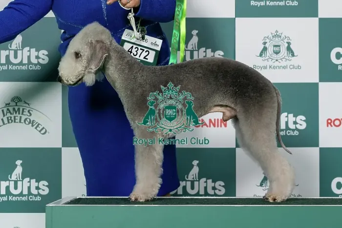 Framed Print : Bedlington Terrier Best of Breed Crufts 2026 Framed Print : Bedlington Terrier Best of Breed Crufts 2026