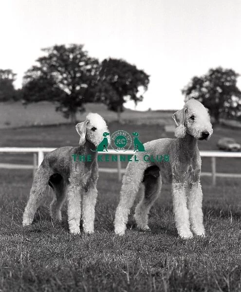 Bedlington Terriers. Wetop Parsley and Tinkerbloo Parsley