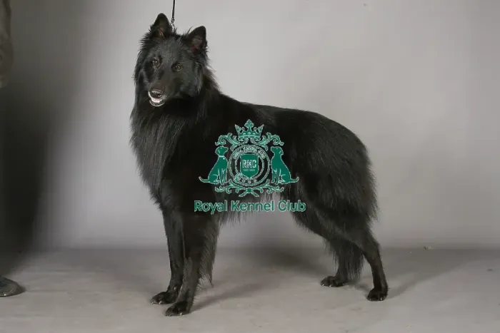 Framed Print : Belgian Shepherd Dog Groenendael, Crufts 2013, pastoral, portrait, nick ridley, stock images Framed Print : Belgian Shepherd Dog Groenendael, Crufts 2013, pastoral, portrait, nick ridley, stock images