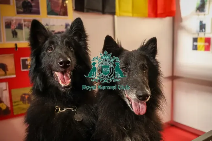 Framed Print : Belgian Shepherd Dog (Groenendael) at Discover Dogs Framed Print : Belgian Shepherd Dog (Groenendael) at Discover Dogs