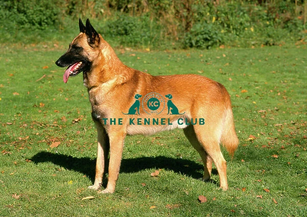 Belgian Shepherd Dog-Malinois